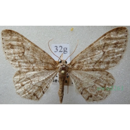Paradarisa consonaria (Hübner, 1799) female Przylepek zgodniak Czech32g